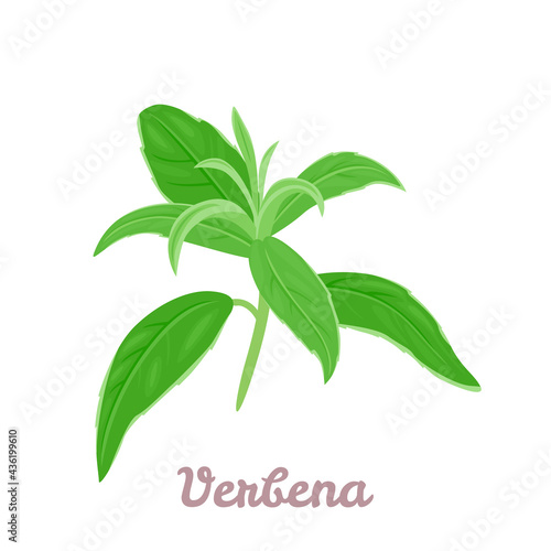 Lemon verbena isolated on white background. Vector illustration of green leaves of fragrant, medicinal herb in cartoon flat style.
