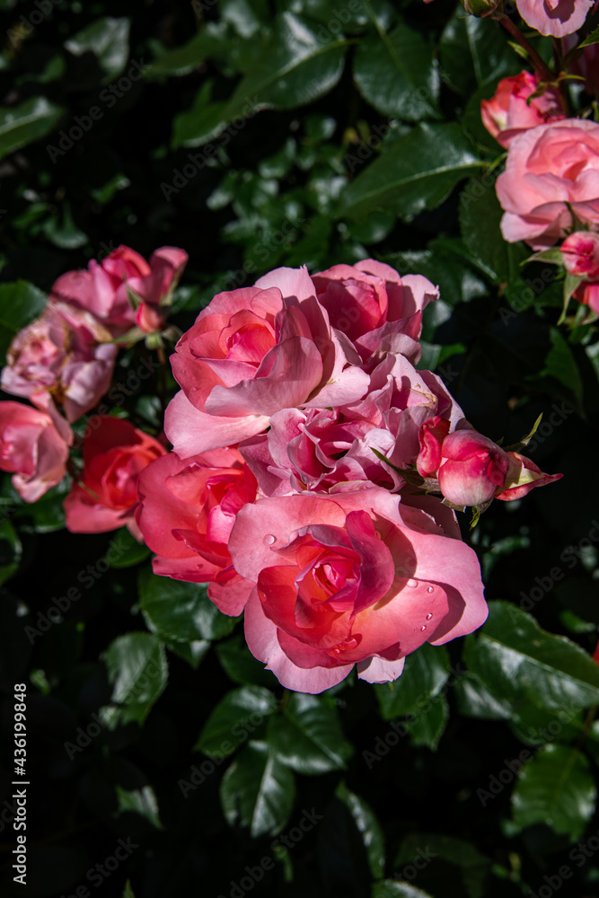 薔薇園で咲き乱れる薔薇の花