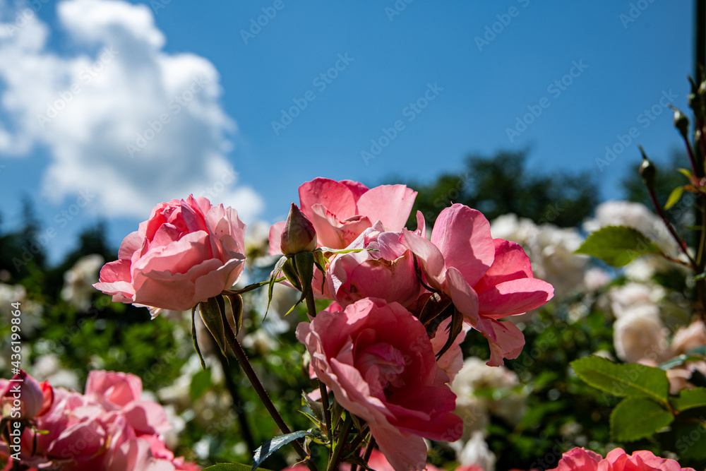 Obraz premium 薔薇園で咲き乱れる薔薇の花