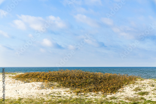 Dune with dry beach grass close-up.