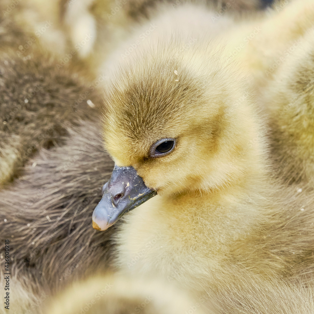 a little cute fluffy funny Gosling. a little cute fluffy funny Gosling.