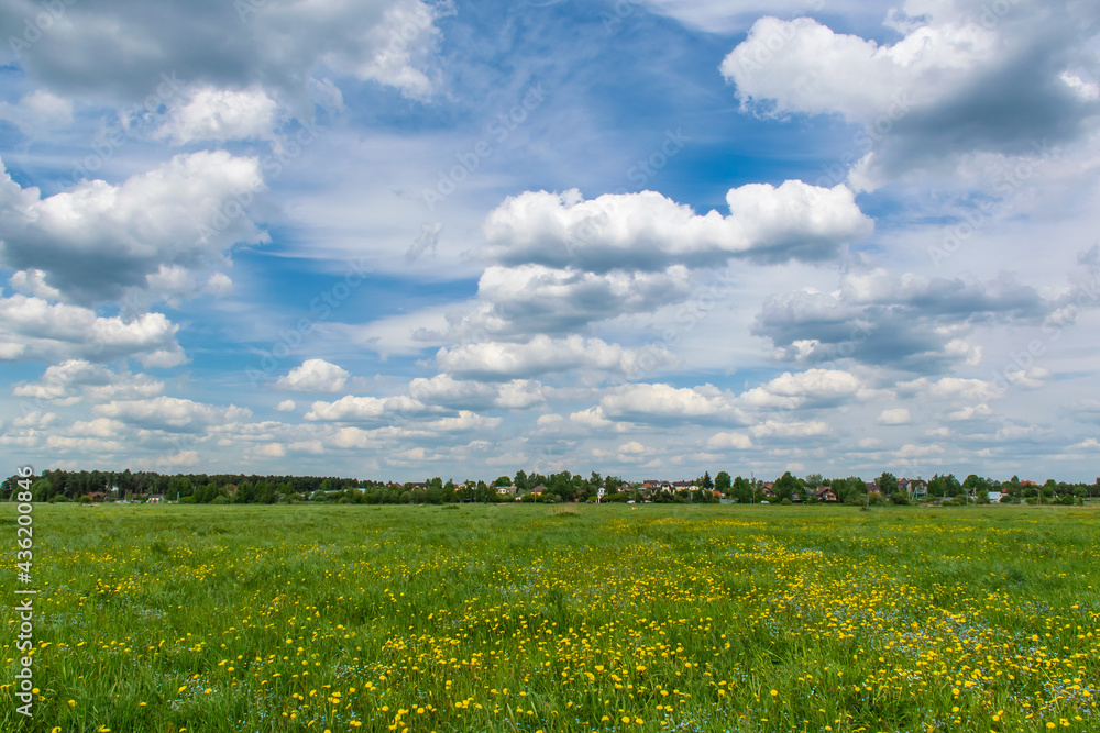 Spring field in the Moscow region with forget-me-nots and dandelions