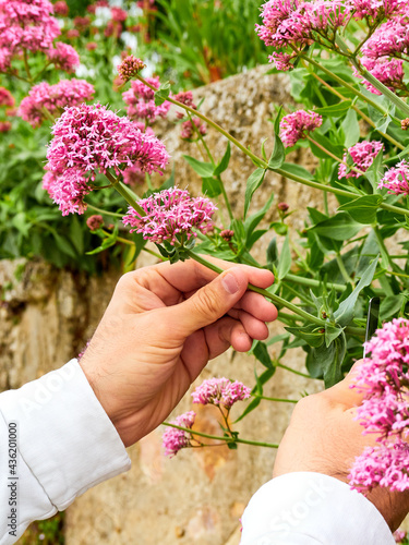 Person cutting wild flowers with a small knife in a field. Gardening work, man's hands working in the field.