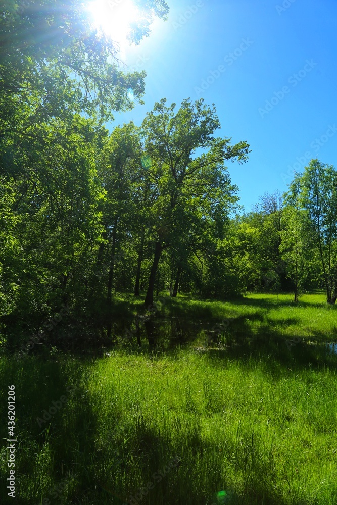 green forest and sky