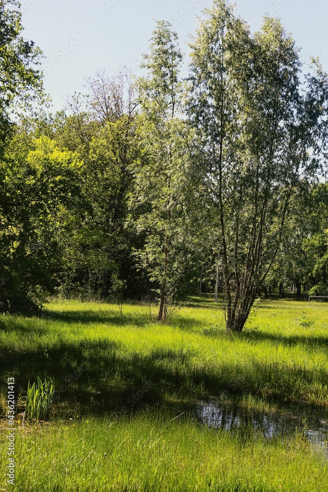 Obraz premium trees in the park