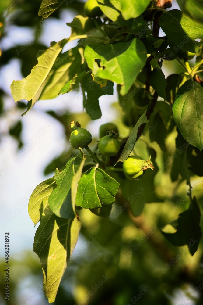 Fototapeta premium green leaves on a tree