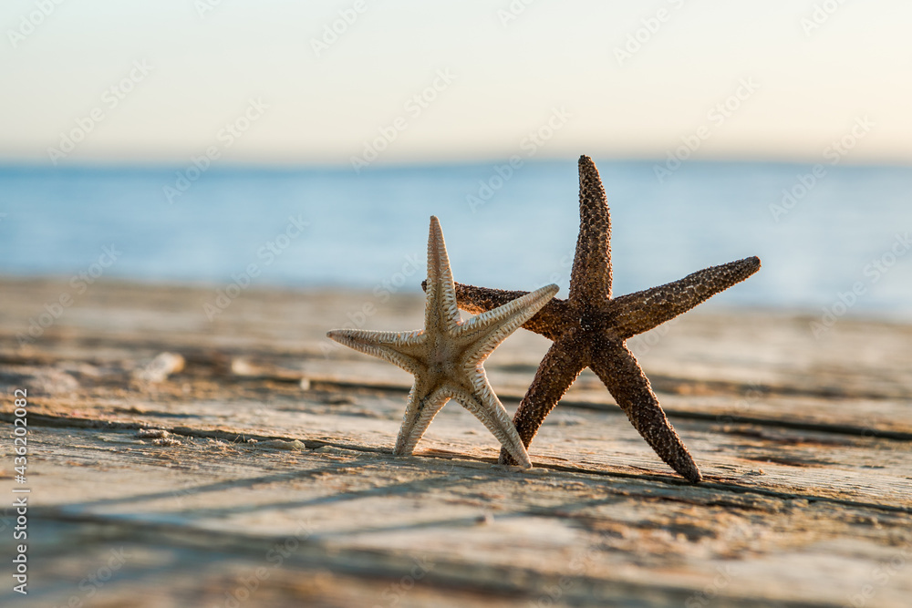 Panorama of summer beach with starfish and blue sea background. Landscape of tropical summer. Summer vacation concept. Panorama of summer beach with starfish and blue sea background. Landscape of tropical summer. Summer vacation concept.