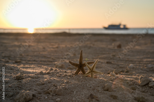 Starfish on red sea beach. summer vacations. Tropical nature.  Seascape concept for post card or travel agency with copy space