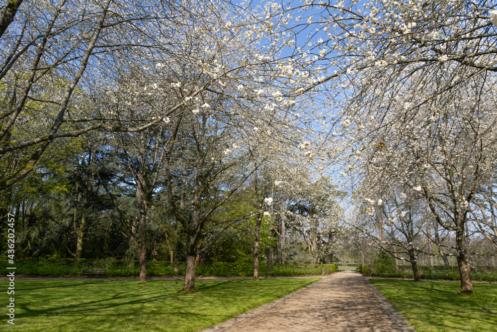 Prunus blossom in Parc de Sceaux - Ile de France - Paris region - France Prunus blossom in Parc de Sceaux - Ile de France - Paris region - France