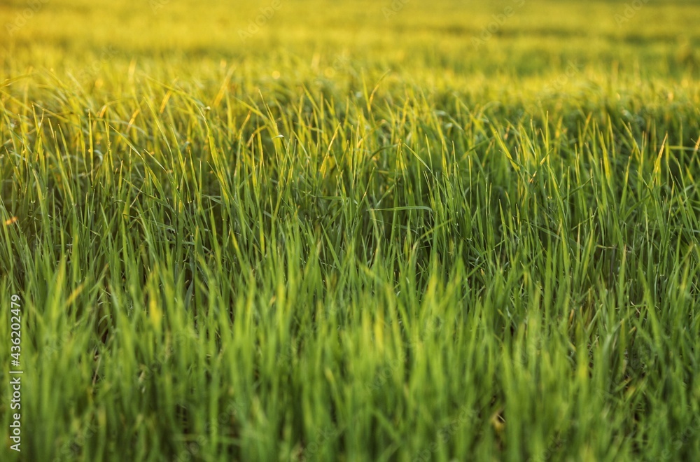 green grass field green grass field