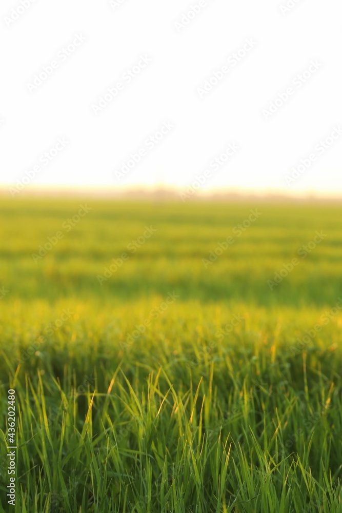 green field of wheat