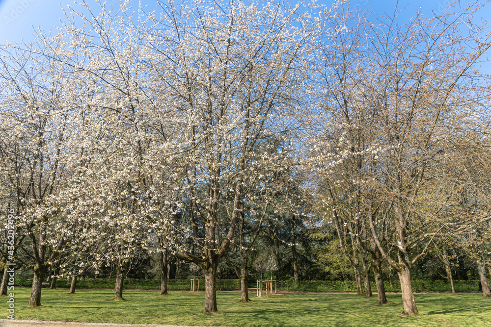 Prunus tree blossom in Parc de Sceaux - Ile de France - Paris region - France Prunus tree blossom in Parc de Sceaux - Ile de France - Paris region - France