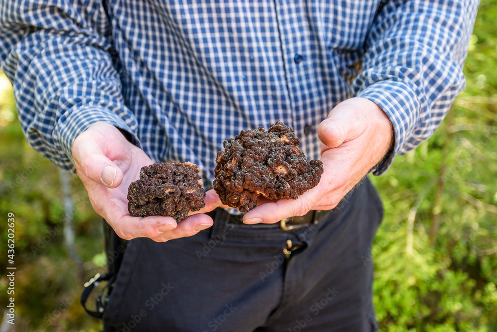 Man holding morels in his hands
