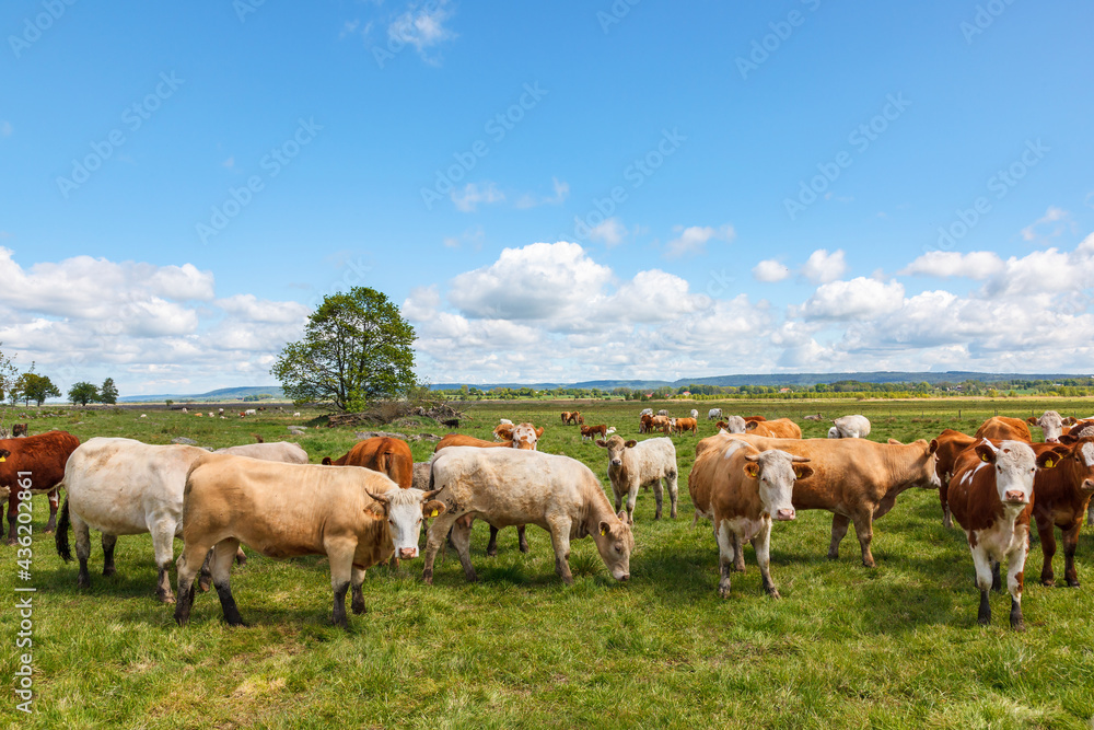 Cattle on a Meadow in rural landscape