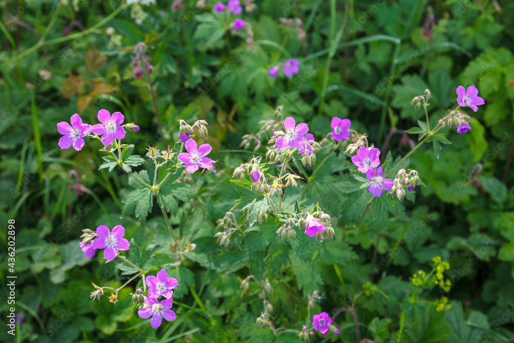 Wood crane's-bill flowers on a meadow Wood crane's-bill flowers on a meadow