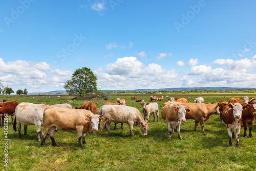 Cattle on a Meadow in rural landscape
