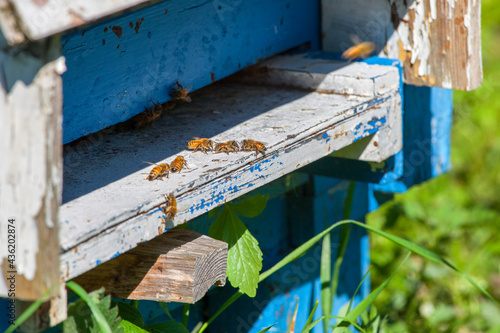 Honey bees crawling at the entrance to the hive photo