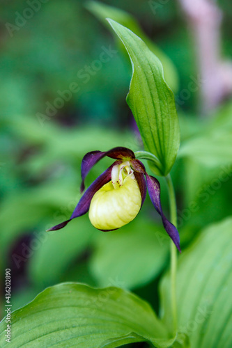 One single Lady's-slipper orchid in the summer