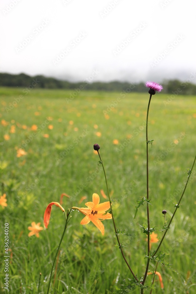 7月の尾瀬の風景 雨の降る湿原 尾瀬に咲く花 ノアザミとニッコウキスゲ Stock Photo Adobe Stock
