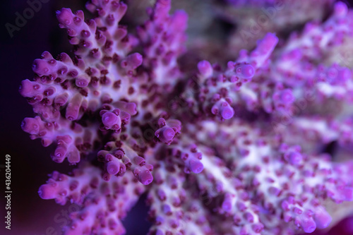 Beautiful coral in reef aquarium tank. Macro shot. Selective focus.