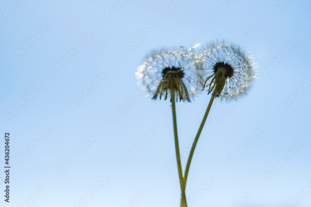 Two white fluffy dandelions stand against a blue summer sky Two white fluffy dandelions stand against a blue summer sky