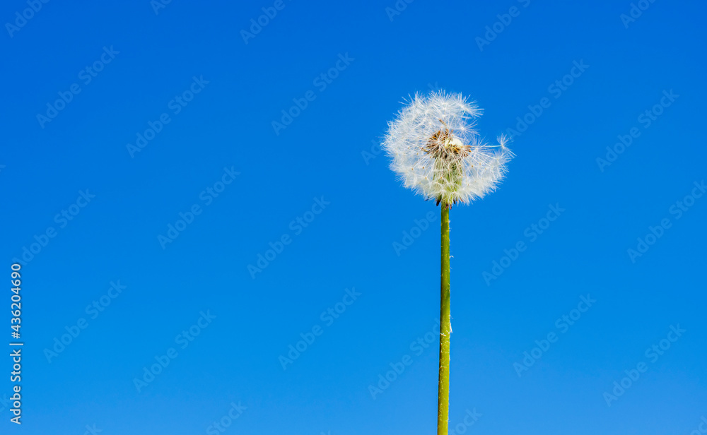 Flying white fluffy lonely field dandelion stands against the blue spring sky