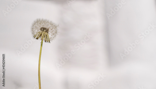 Flying white fluffy lonely field dandelion stands on abstract gray background