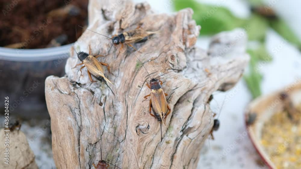 closeup crickets eating food, small bug
closeup crickets eating food, small bug