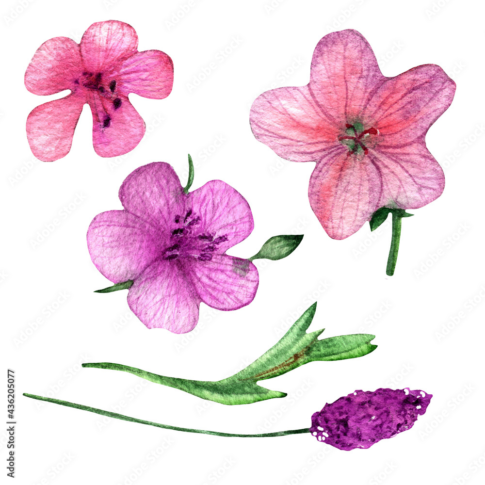 Fototapeta premium Set.Botanical.Hand drawn watercolor floral set.Hand drawn watercolor element on white background.
