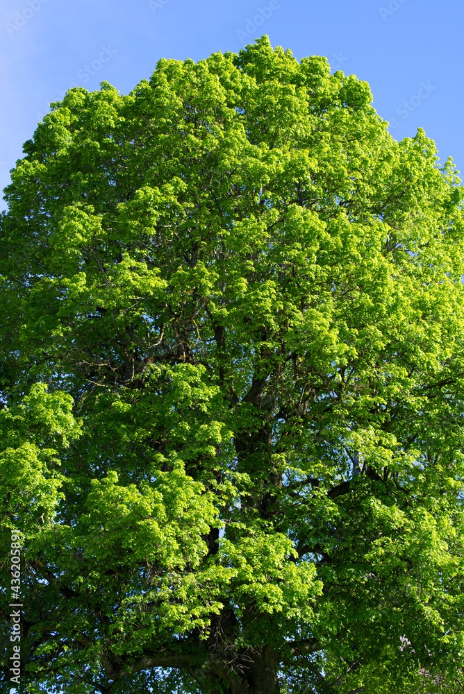 Beautiful solo tree at City of Zurich at springtime. Photo taken May 28th, 2021, Zurich, Switzerland. Beautiful solo tree at City of Zurich at springtime. Photo taken May 28th, 2021, Zurich, Switzerland.