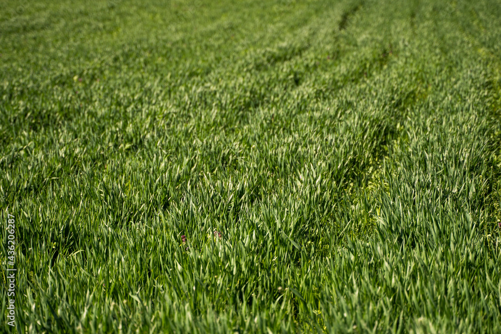 Young green wheat seedlings growing in soil on a field. Close up on sprouting rye on a field. Sprouts of rye. Sprouts of young barley or wheat that have sprouted in the soil. Agriculture, cultivation. Young green wheat seedlings growing in soil on a field. Close up on sprouting rye on a field. Sprouts of rye. Sprouts of young barley or wheat that have sprouted in the soil. Agriculture, cultivation.