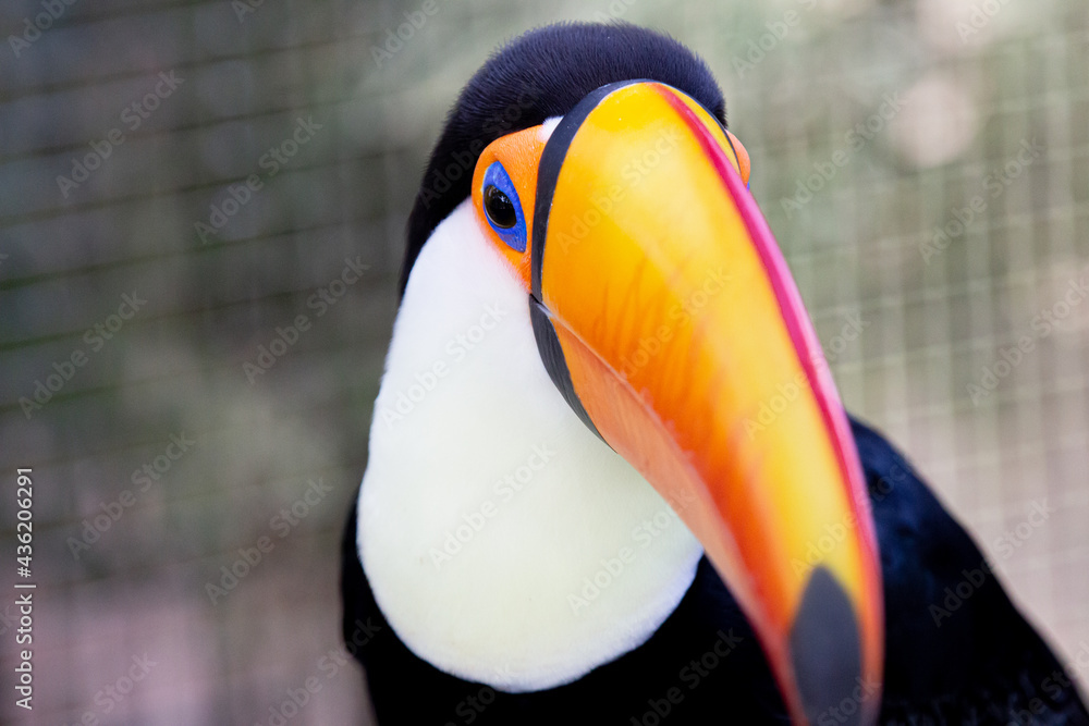 Fototapeta premium Lindo tucano colorido na arvore. 