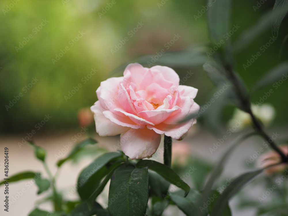 Pink Rose flower blooming in garden blurred of nature background, copy space concept for write text design in front background for banner, card, wallpaper, webpage, greeting card Valentine Day Pink Rose flower blooming in garden blurred of nature background, copy space concept for write text design in front background for banner, card, wallpaper, webpage, greeting card Valentine Day