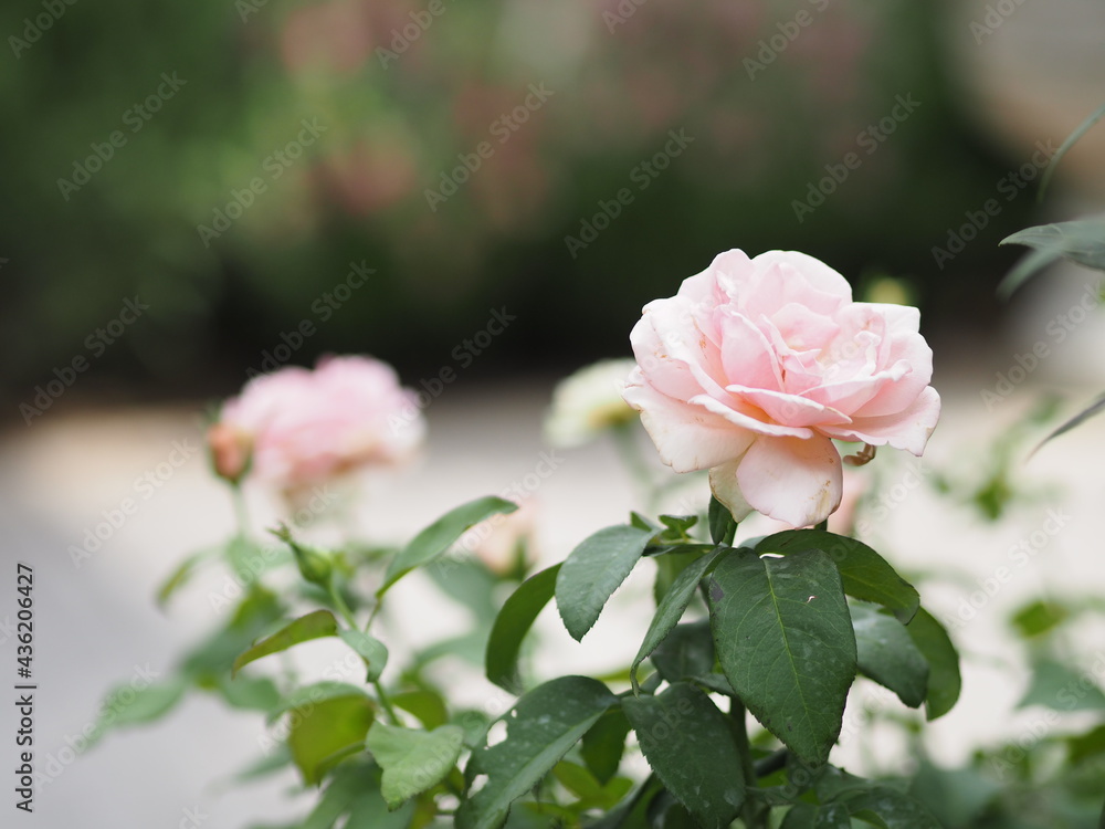 Pink Rose flower blooming in garden blurred of nature background, copy space concept for write text design in front background for banner, card, wallpaper, webpage, greeting card Valentine Day