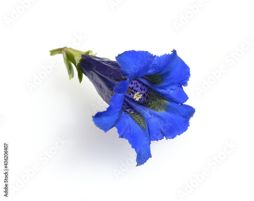 Gentian, Gentiana acaulis photo