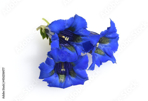 Gentian, Gentiana acaulis photo