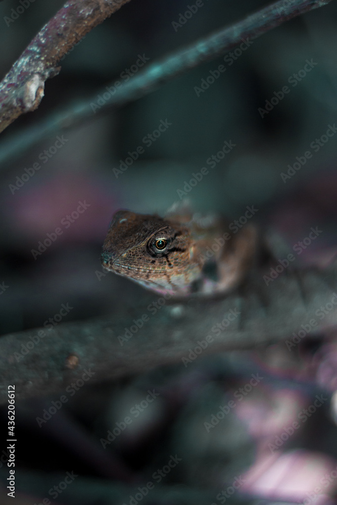 lizard on the tree lizard on the tree