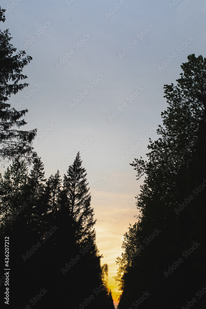 Obraz premium black trees at sunset