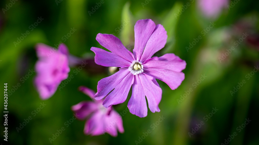 Red Campion, also known as Red Catchfly
