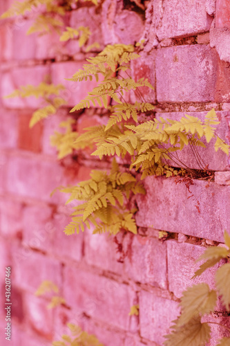 Brick wall in different colors and shades. Yellow leaves on pink brick wall. Traces of cement mortar are visible on the wall.