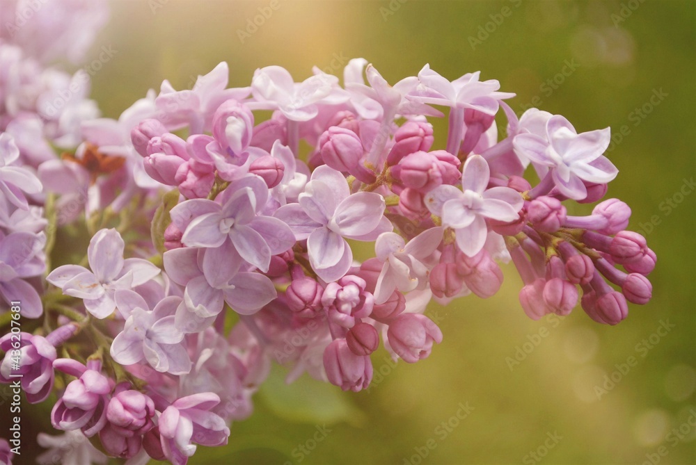 close up of lilacs close up of lilacs