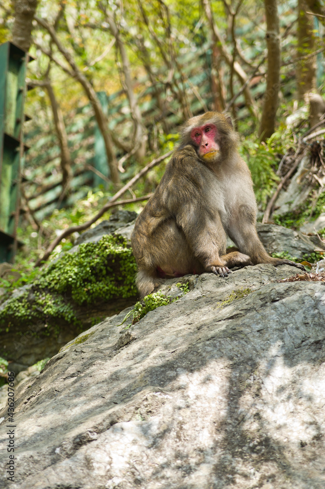 Scenery around Minoh Park in Osaka,Japan.
There is a Japanese monkey. Scenery around Minoh Park in Osaka,Japan.
There is a Japanese monkey.