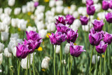 Feld of purple and white tulips