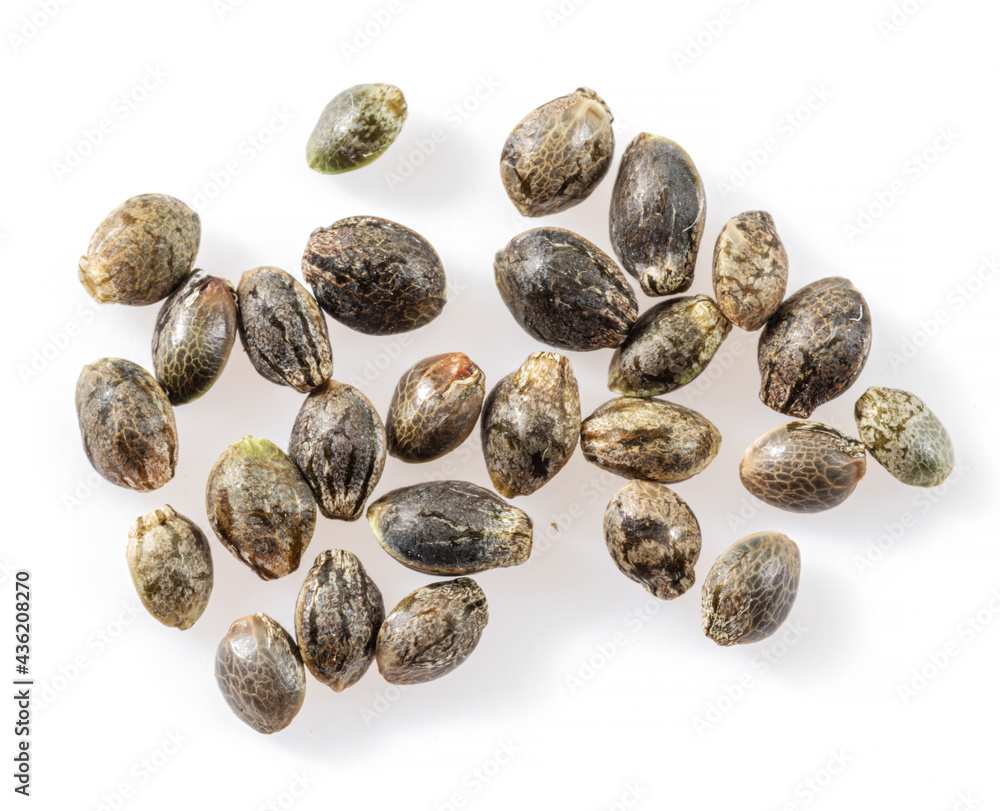 Cannabis seeds isolated on white background. Close up. Cannabis seeds isolated on white background. Close up.