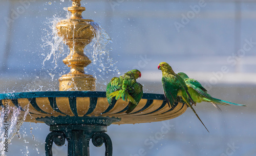 Indian ringed parrots drink...