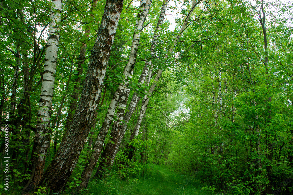 nature forest birch greens landscape park background nature forest birch greens landscape park background