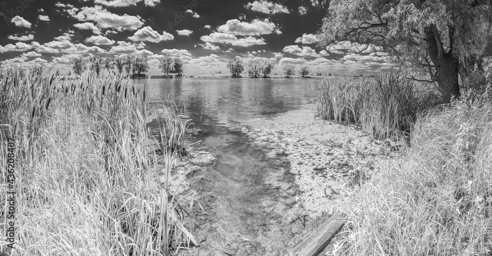 Near infrared photography of beautiful river bank covered with tall reeds and cloudy summer sky.  Picture was taken with infrared-pass filter.