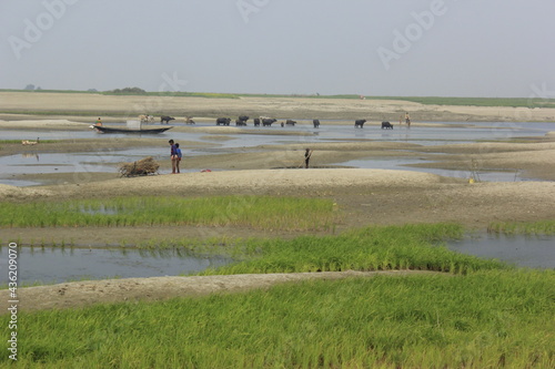 rice paddy field