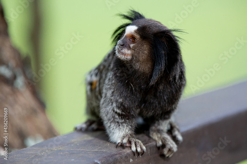 O sagui-de-tufos-pretos, mico-estrela ou simplesmente sagui é uma espécie de macaco do Novo Mundo e gênero Callithrix, da família Callitrichidae. É endêmico do Brasil. 
 photo