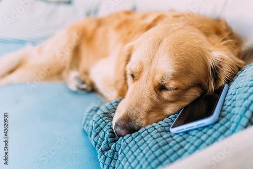 Dog relaxing on sofa